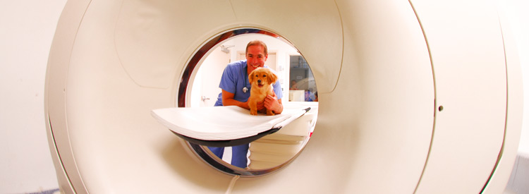 ct-scan-for-dog-in-miami ct-scan-for-dog-in-miami