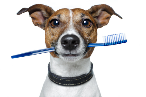 Pet Dental Health Month