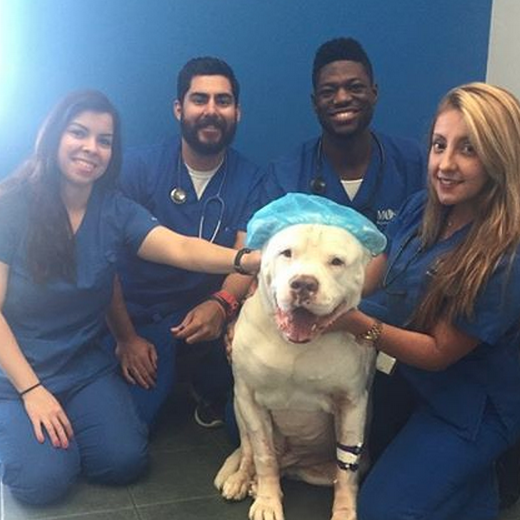 MDC Veterinary