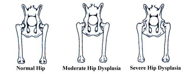 Image result for hip dysplasia in dogs