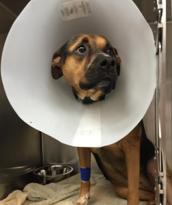 TPLO Surgery