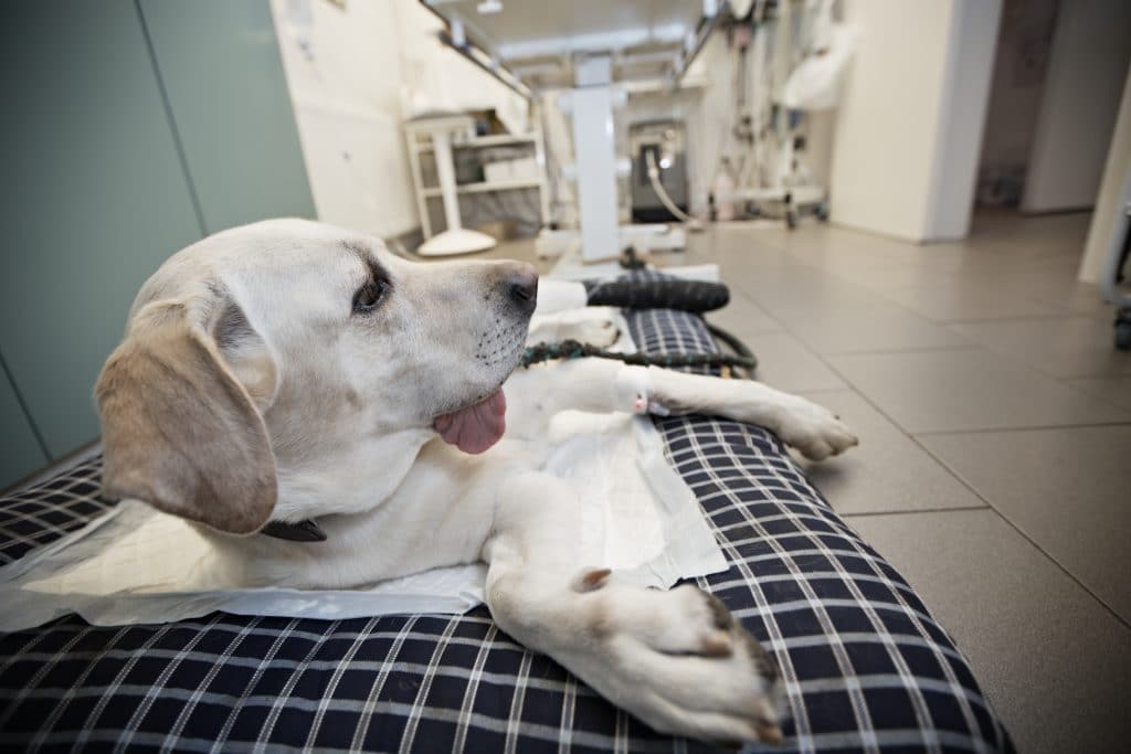 Emergency Services Dog laying on dog bed MVS Hospital