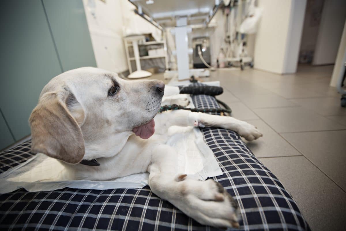Yellow lab laying on a dog bed in emergency room of animal hospital