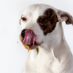 dog-eating-peanut-butter