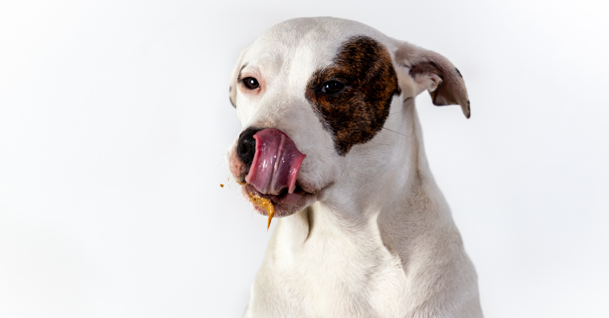 Peanut Butter: Know the Benefits and Risks for Dogs