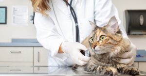 pet-cancer-awareness-vet