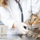 pet-cancer-awareness-vet