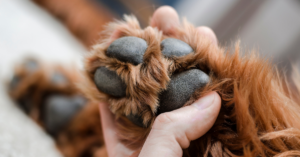 Illustration showing the dog paws that could be injured due to hot pavement