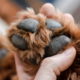 Illustration showing the dog paws that could be injured due to hot pavement