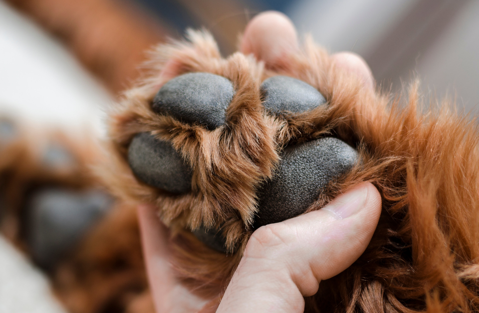 Illustration showing the dog paws that could be injured due to hot pavement