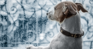 Hurricane Preparedness for South Florida Pets
