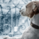 Hurricane Preparedness for South Florida Pets