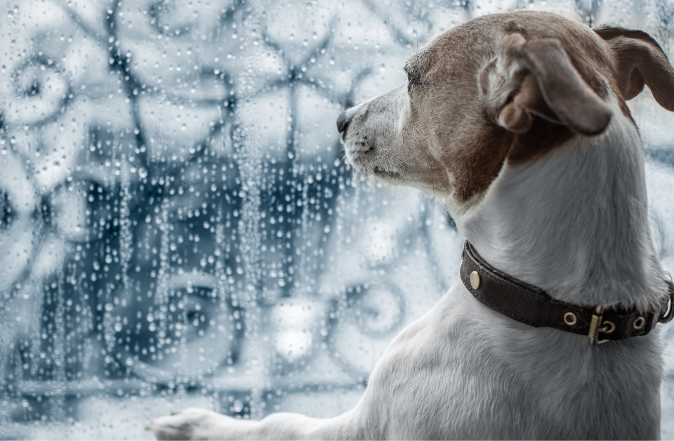 Hurricane Preparedness for South Florida Pets