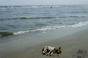 dog at the beach