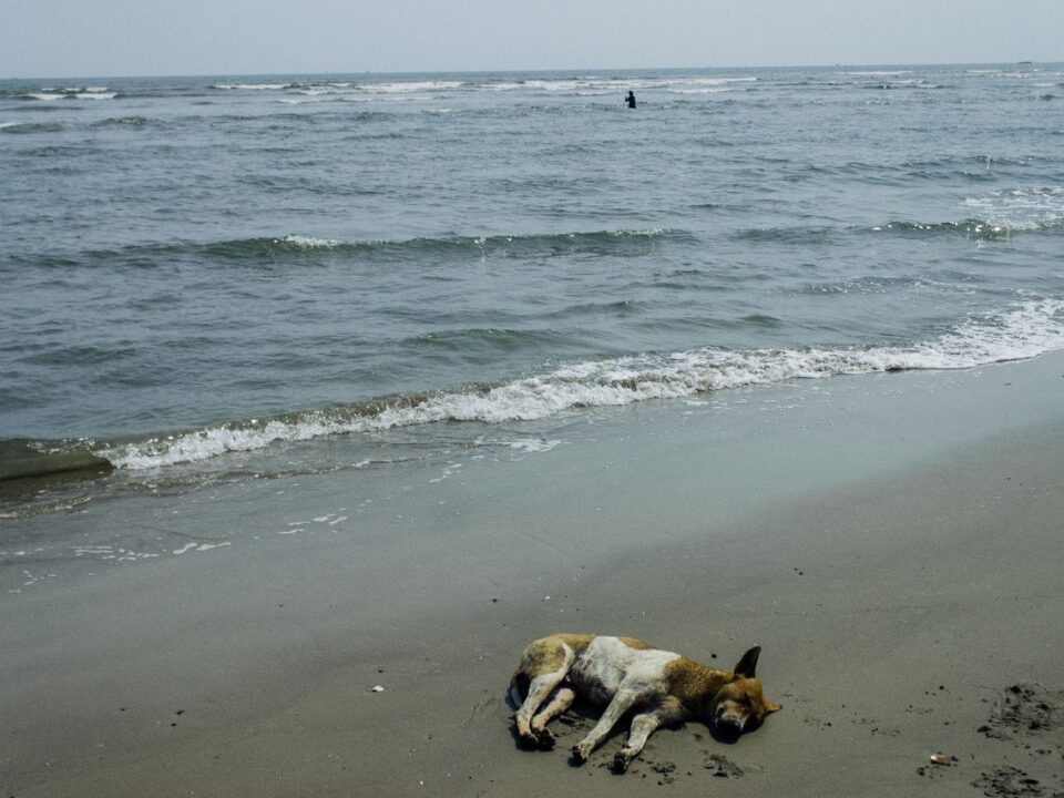 dog at the beach