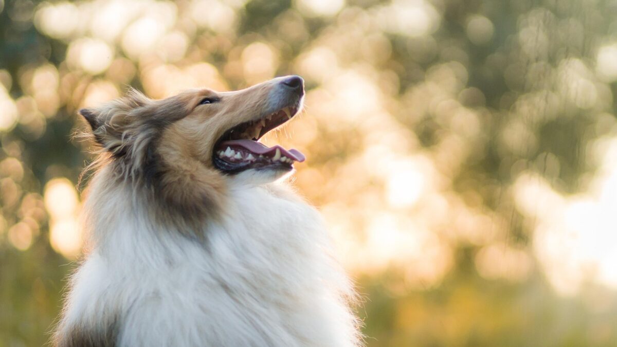 collie outside