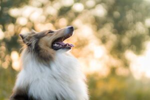 collie outside