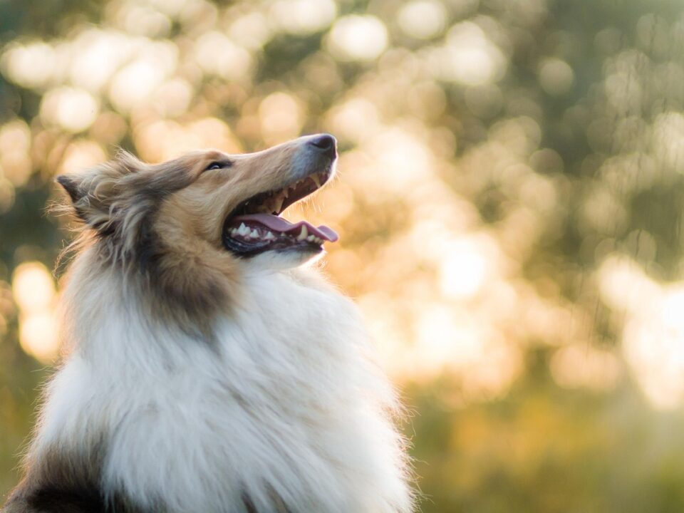 collie outside