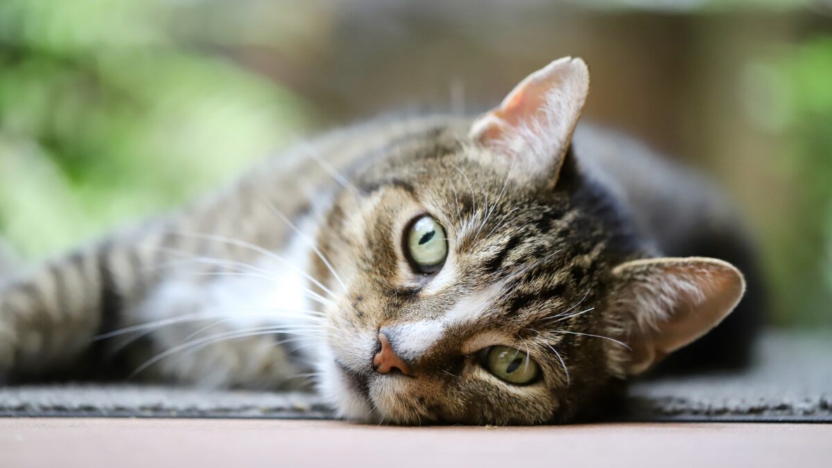 cat urinary blockage