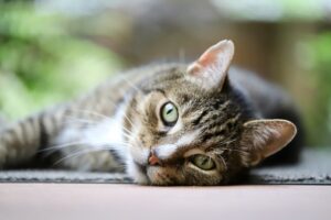 cat urinary blockage
