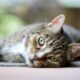 cat urinary blockage