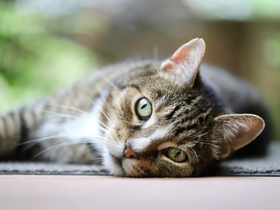 cat urinary blockage