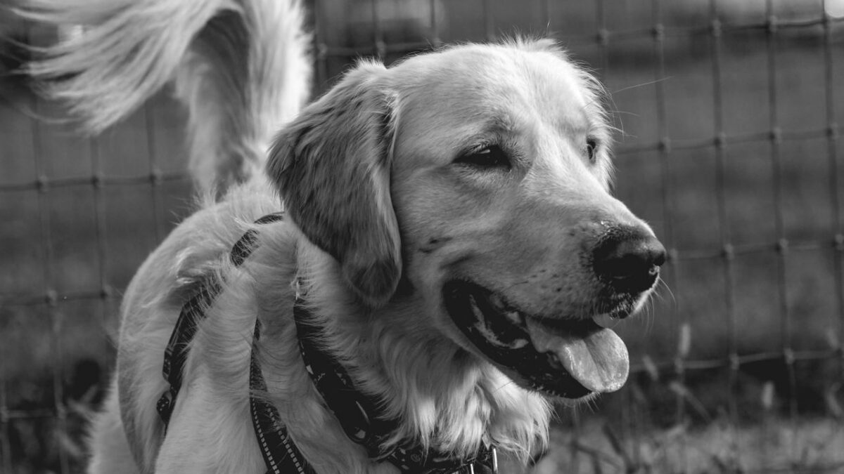diabetes in dogs