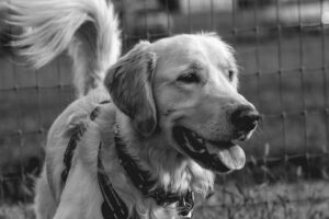diabetes in dogs