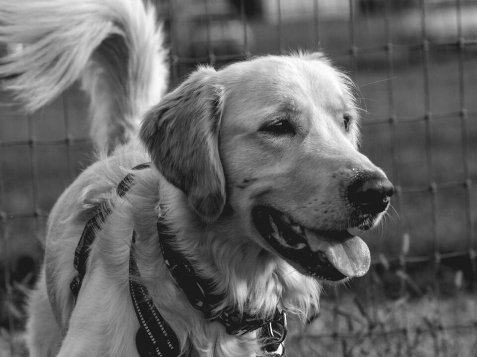 diabetes in dogs