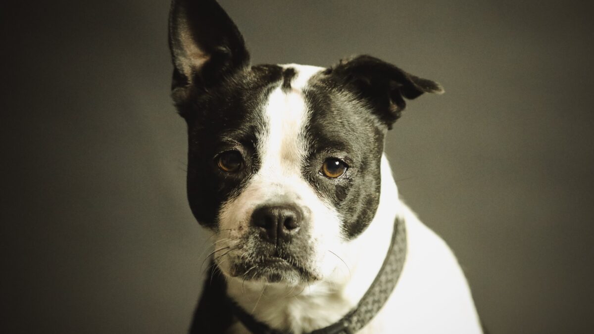 pancreatitis in dogs