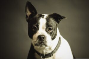 pancreatitis in dogs