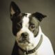 pancreatitis in dogs