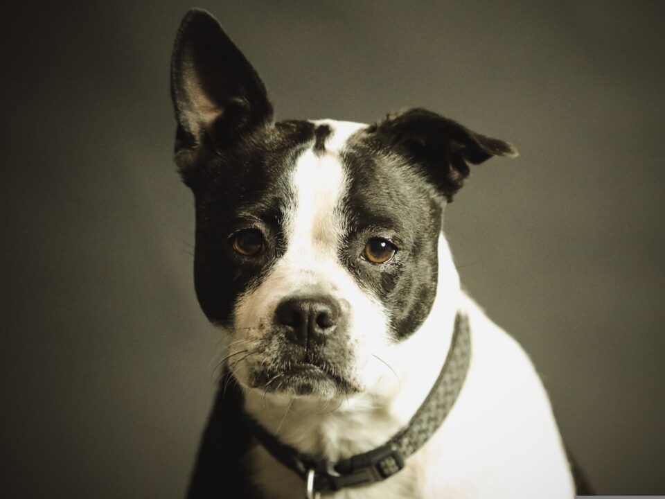 pancreatitis in dogs
