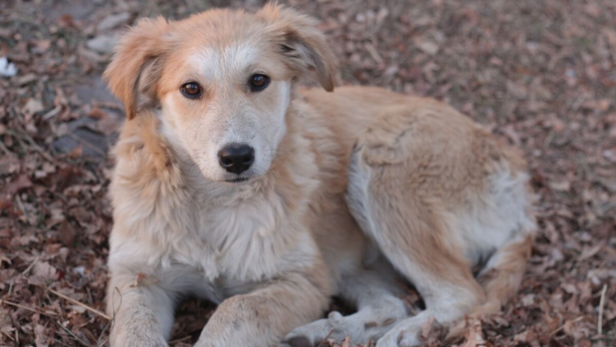 beige dog