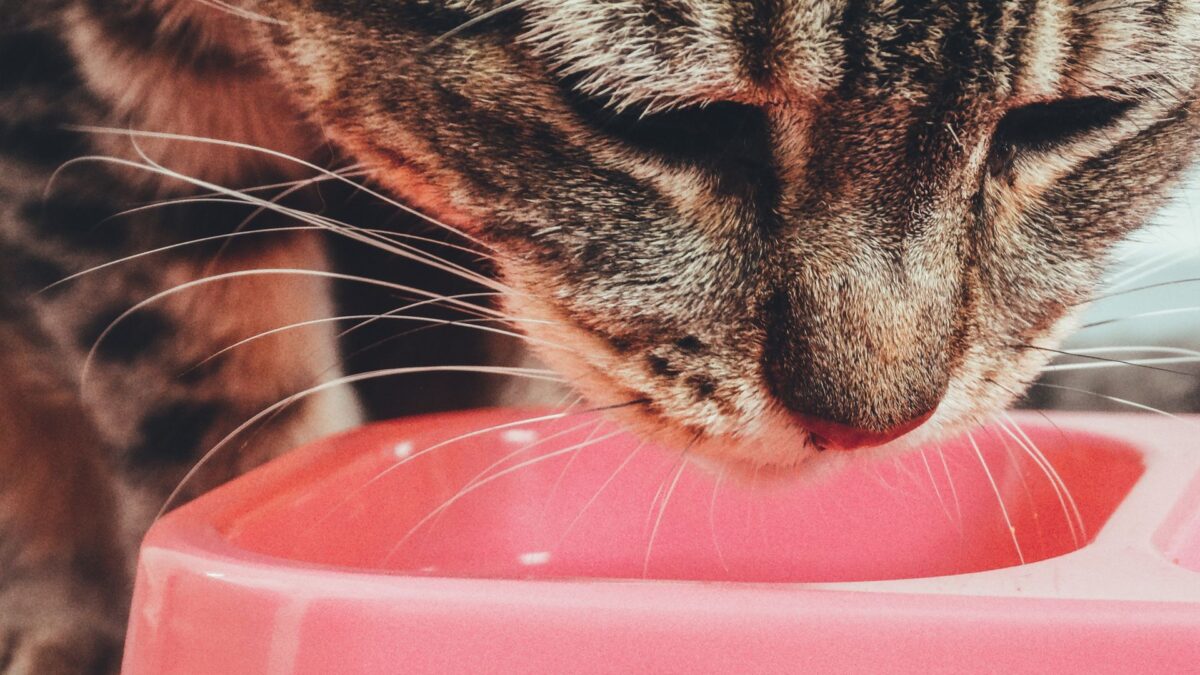 cat-eating