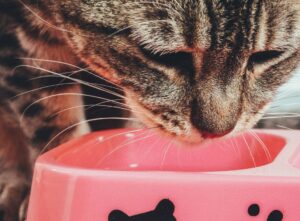 cat-eating