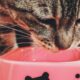 cat-eating