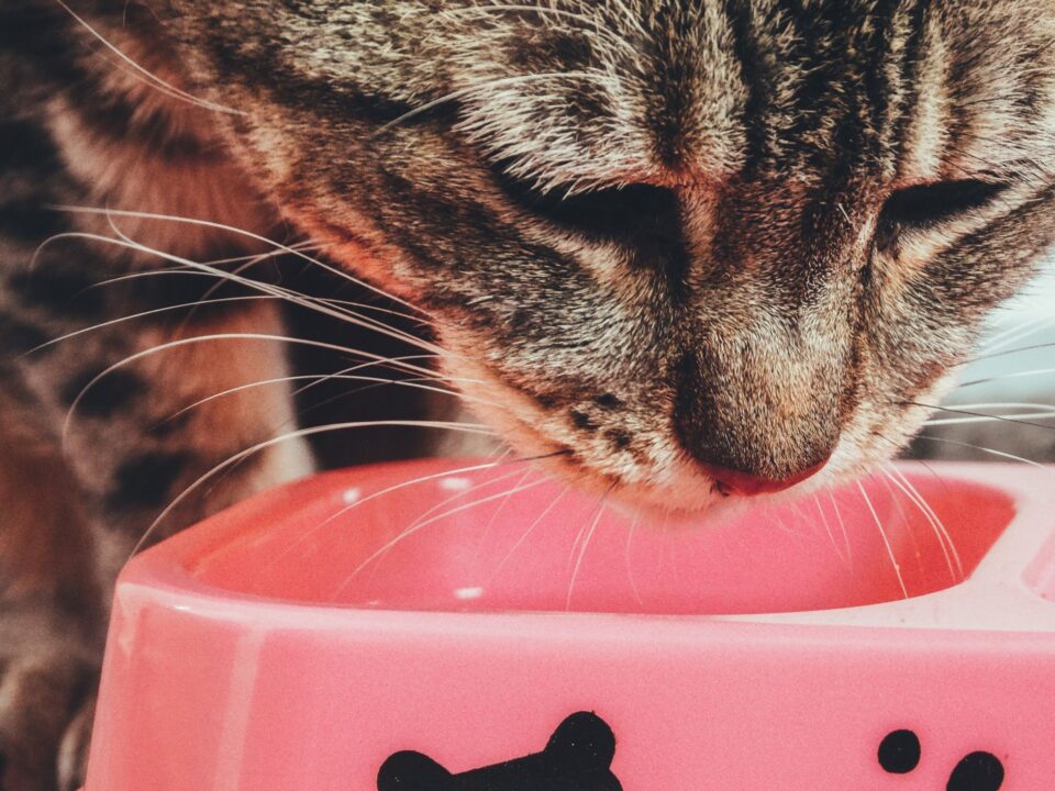 cat-eating